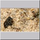 Trabantenfliege mit Miscophus ater - Grabwespe 001e 5mm - Paarung mit Spinne - OS-Wallenhorst-Sandgrube-det.jpg